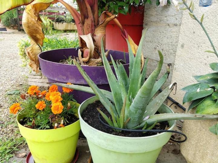 Belle Maison Du Quercy Septfonds Eksteriør bilde