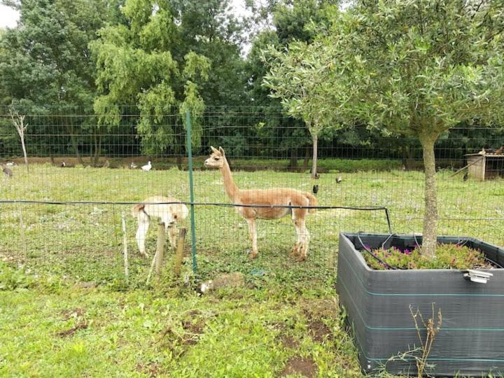 Belle Maison Du Quercy Septfonds Eksteriør bilde